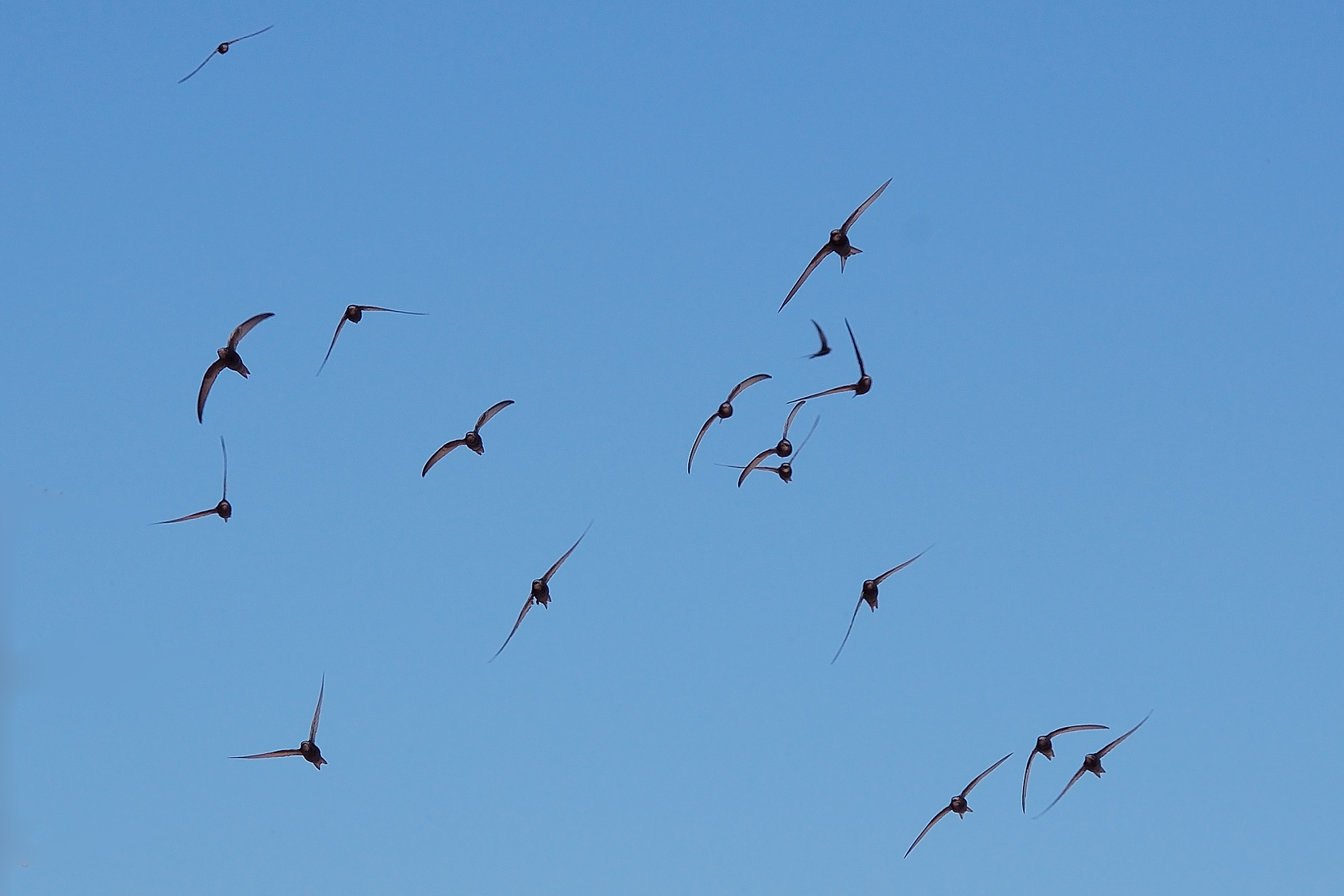 Mauersegler fliegend