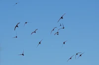 Mauersegler fliegend