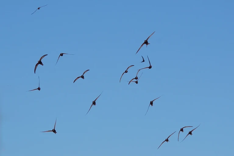 Mauersegler fliegend