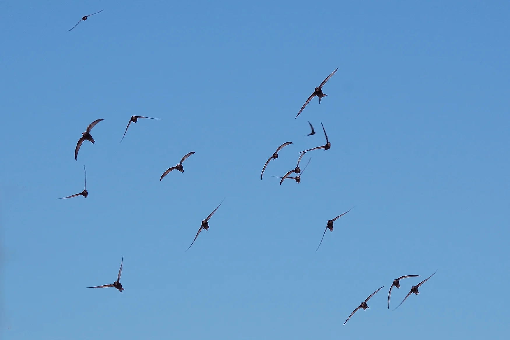 Mauersegler fliegend