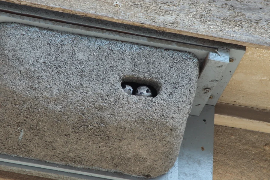 Mauersegler im Nistkasten.jpeg