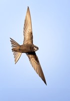 Der Mauersegler - ein wahrer Flugkünstler der heimischen Vogelwelt